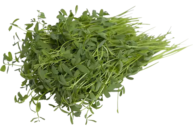 Linzen cress 25gr kist 18 stuks